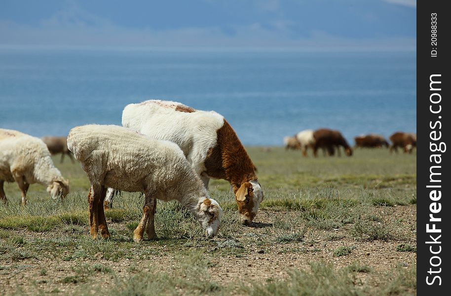 Many sheep are eating grass on the lake ranch. Many sheep are eating grass on the lake ranch