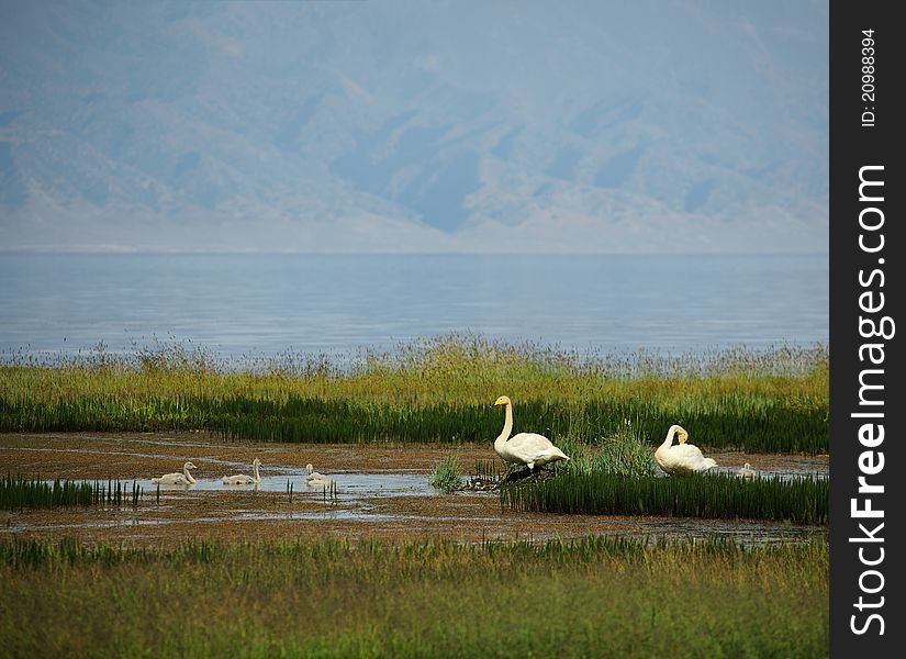 Lake wetlands of the swans, and a group of Little Swan. Lake wetlands of the swans, and a group of Little Swan