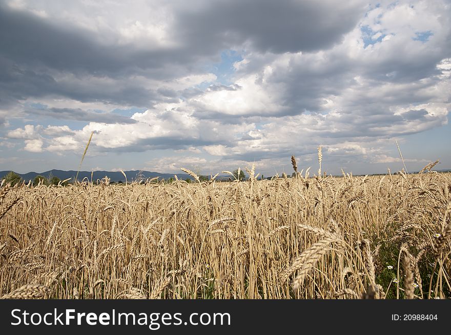 Wheat field and dramatic sky. Wheat field and dramatic sky