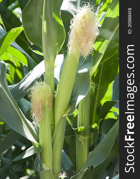 Corn stalk in the nature