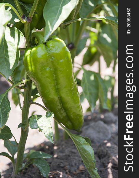 Pepper on stalk in te vegetable garden