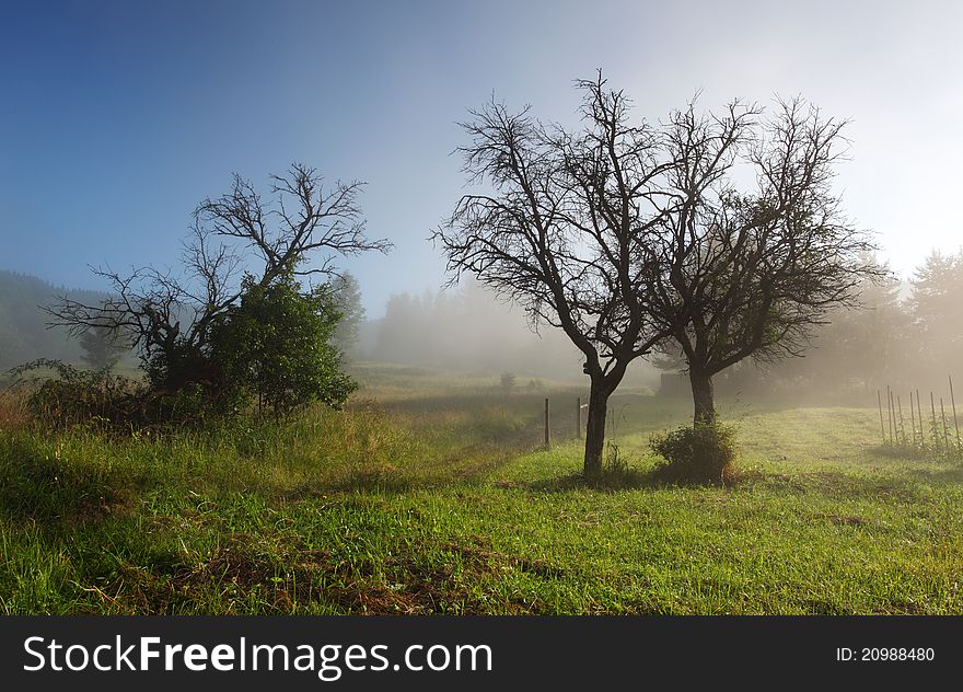 Mist in green field with tree. Mist in green field with tree