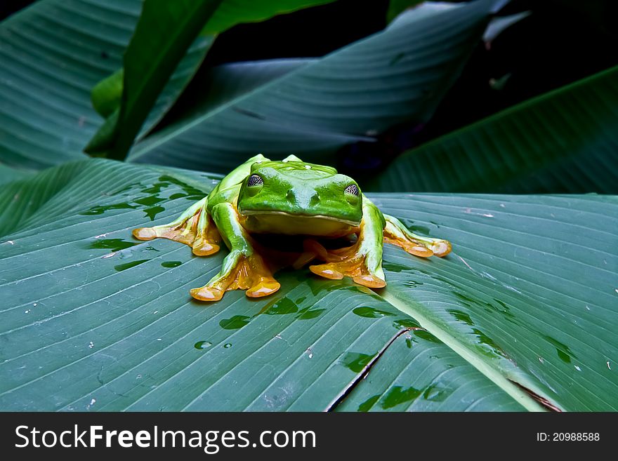 A huge flying tree frog blinks for the camera In Costa Rica. A huge flying tree frog blinks for the camera In Costa Rica.