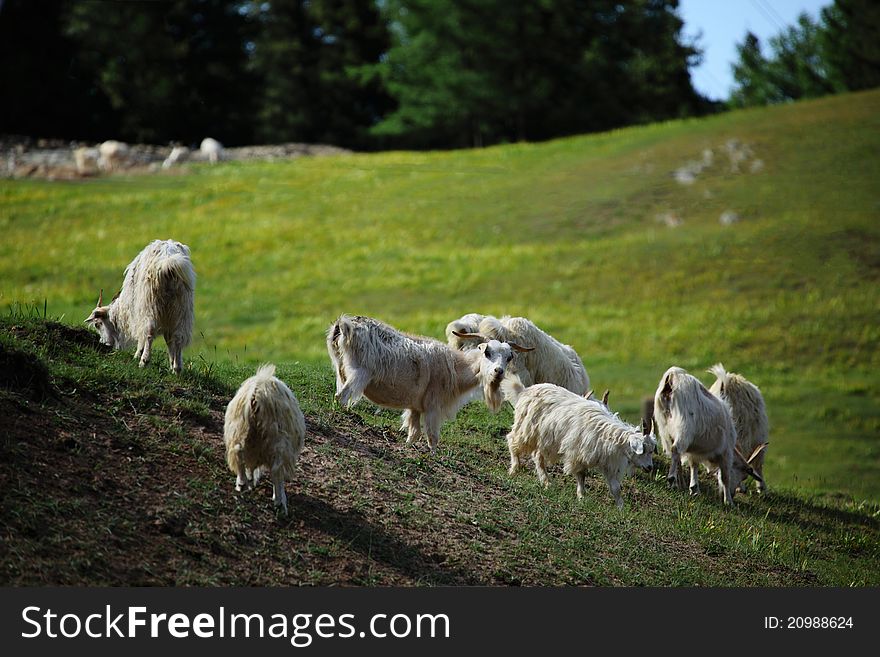 Many sheep in green pastures in the summer. Many sheep in green pastures in the summer