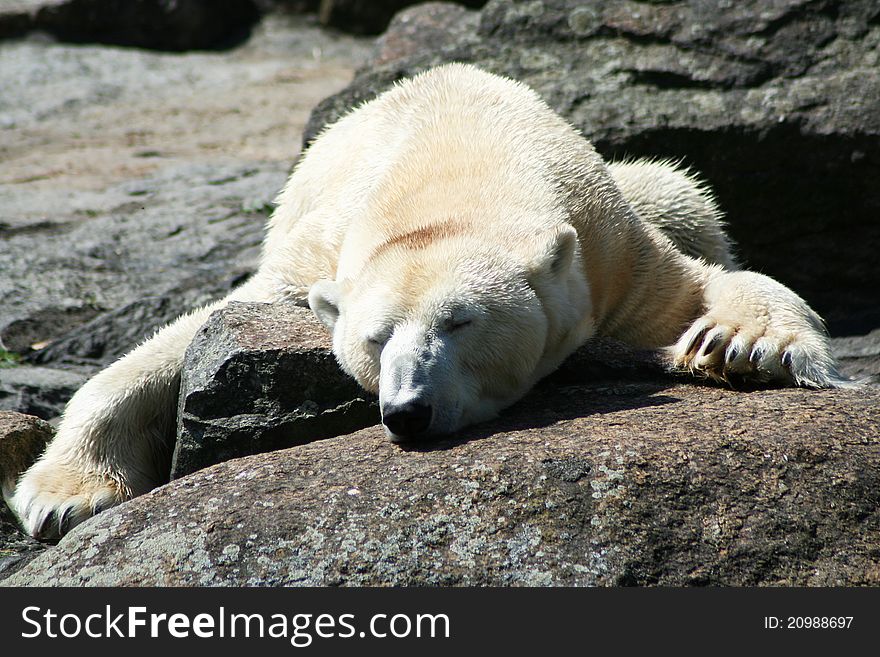 Polar bear lays on a rock
