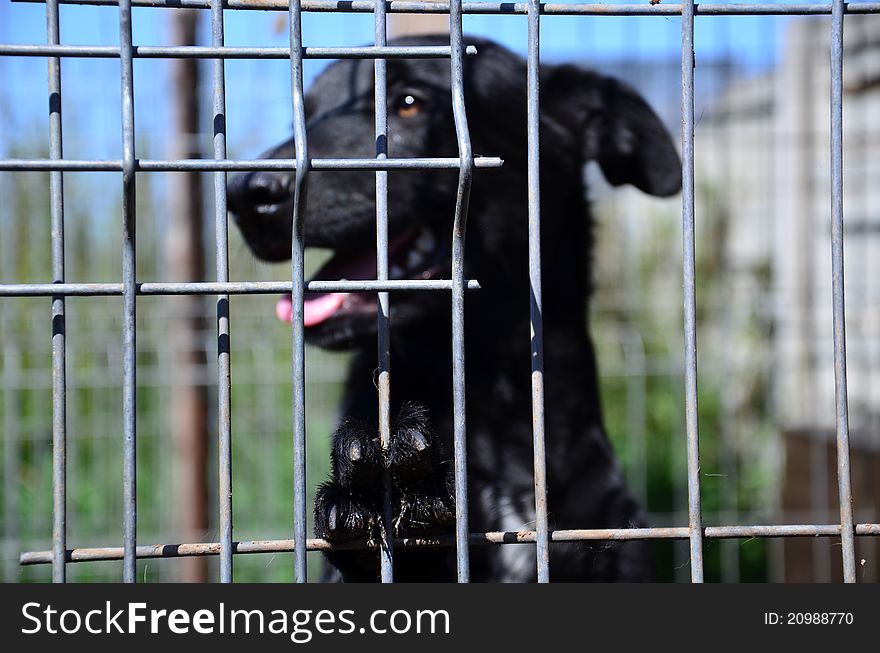 Dog Inside A Cage