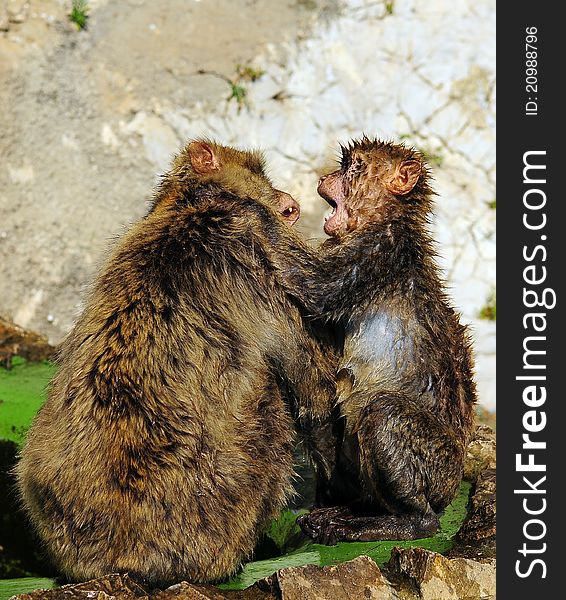 Two wet Barbary Macaque fighting. Two wet Barbary Macaque fighting