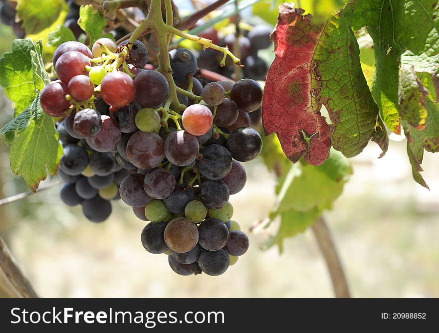 Beautiful ripe dark grapes on vine.