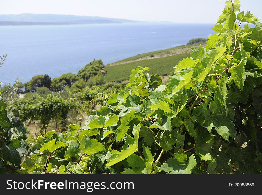 Beautiful rows of grapes before harvesting.