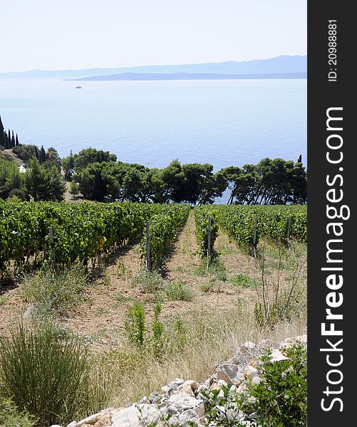 Beautiul rows of grapes in vineyeard near the sea in Croatia.