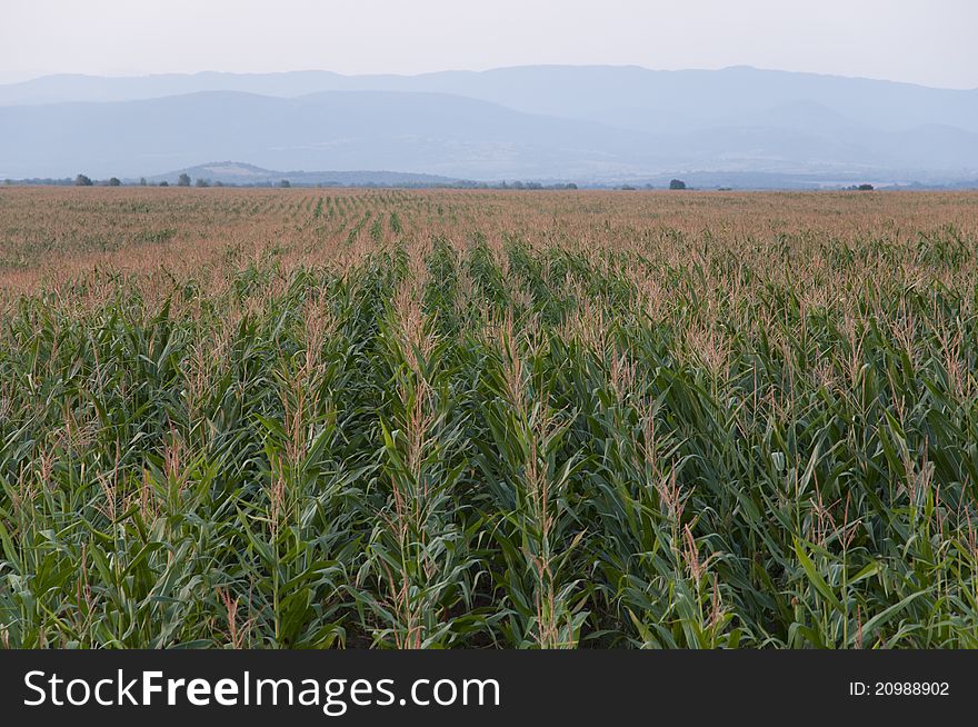 Corn in rows, corn field