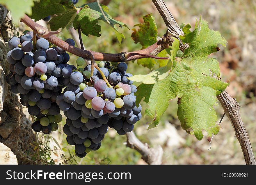 Ripe purple grapes in vineyeard.