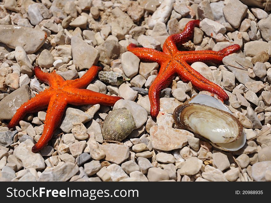 Two starfish seashell and on the beach