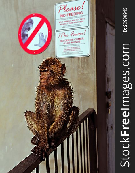 Wet Barbary Macaque in front of no feeding sign