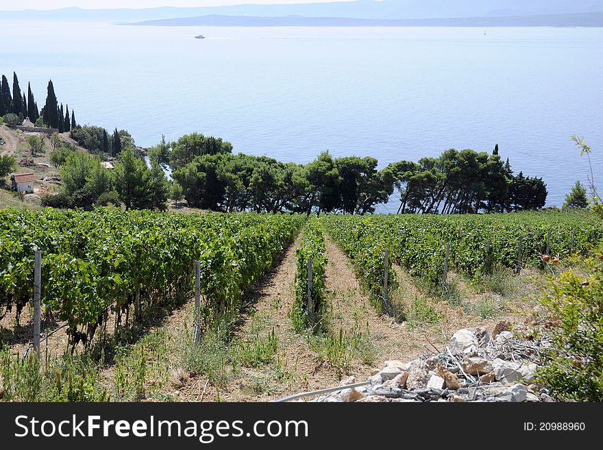 Wine country vineyards along the sea.