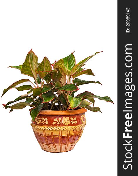 Isolated ornamental plant in the pot