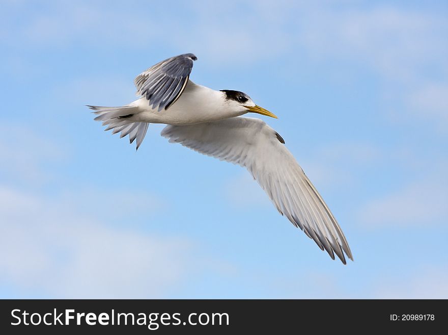 Greater Crested tern in flight