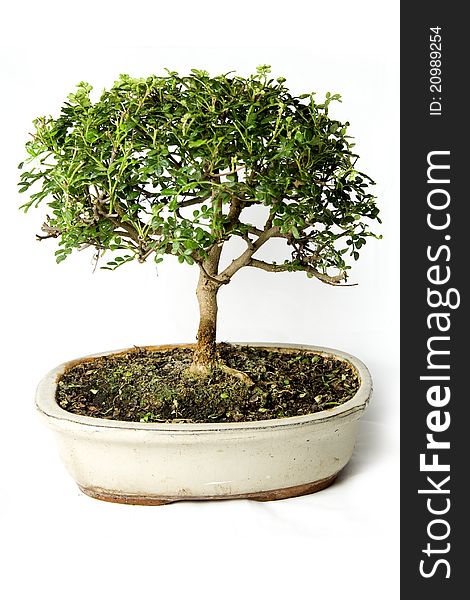 A close up of bonsai