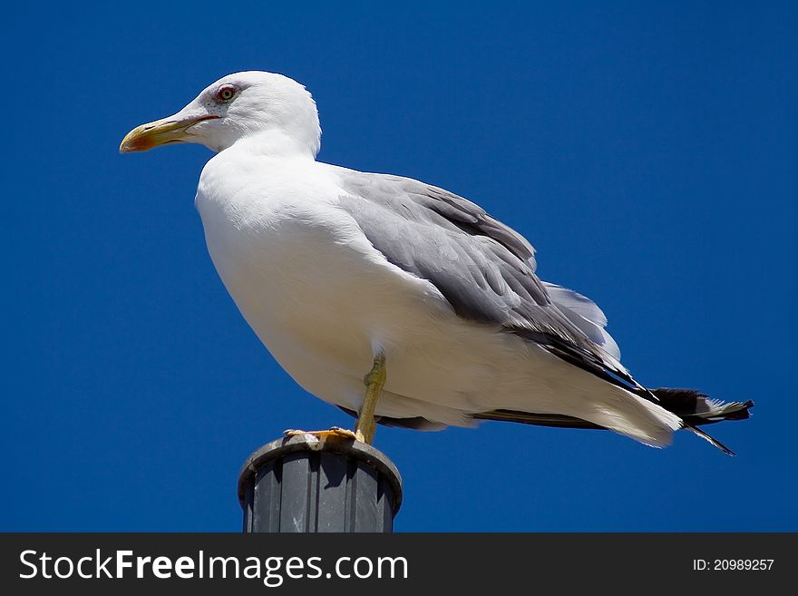 A portrait of a seagull in the sky