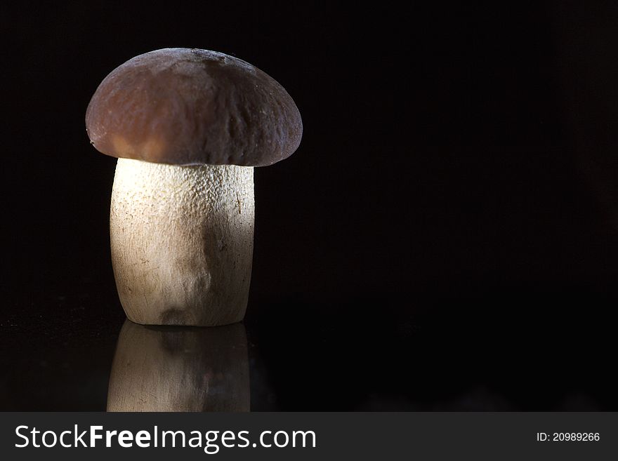 Portrait of a mushroom in the black background