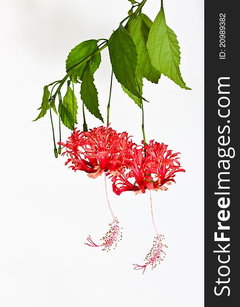 Fringed Hibiscus isolated on white background