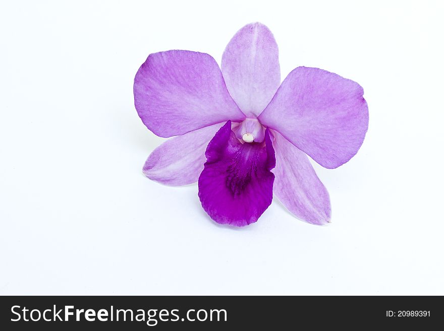 Purple orchid isolated on white background