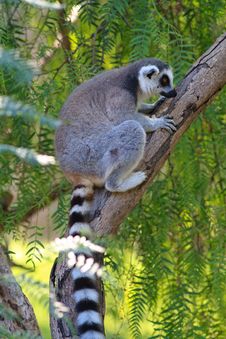 Ring-tailed Lemur (lemur Catta) Royalty Free Stock Image