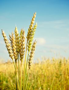 Gold Ears Of Wheat Stock Photos Gold Ears Of Wheat Stock Photos