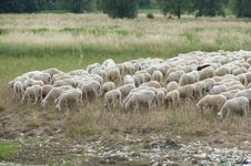 Flock Of Sheep Royalty Free Stock Photography Flock Of Sheep Royalty Free Stock Photography