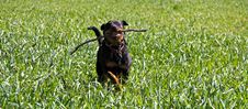 Rottweiler Running Royalty Free Stock Photos Rottweiler Running Royalty Free Stock Photos