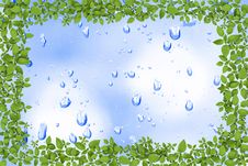 Water Drops And Plant Frame Royalty Free Stock Photo