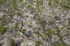 Plants Growing In Dry Soil Royalty Free Stock Photography
