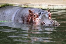 Hippopotamus Royalty Free Stock Photography Hippopotamus Royalty Free Stock Photography