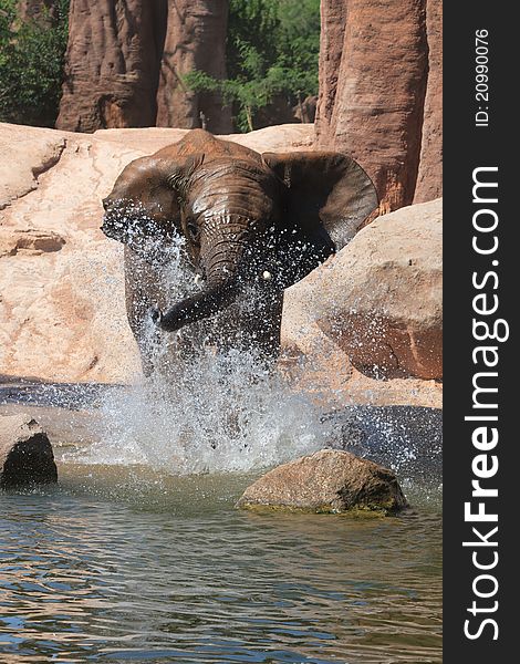 African elephants at a deep watering hole