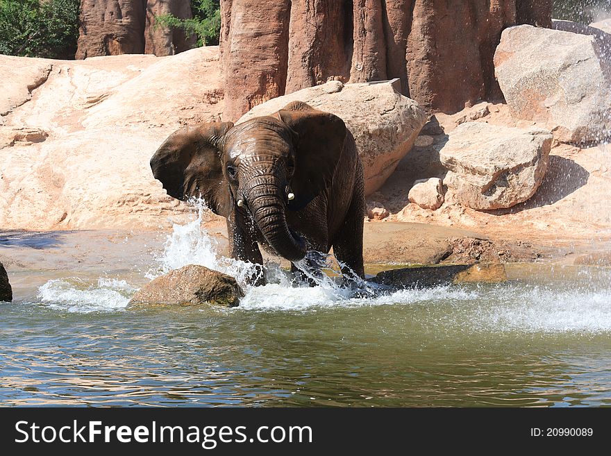 African elephants at a deep watering hole