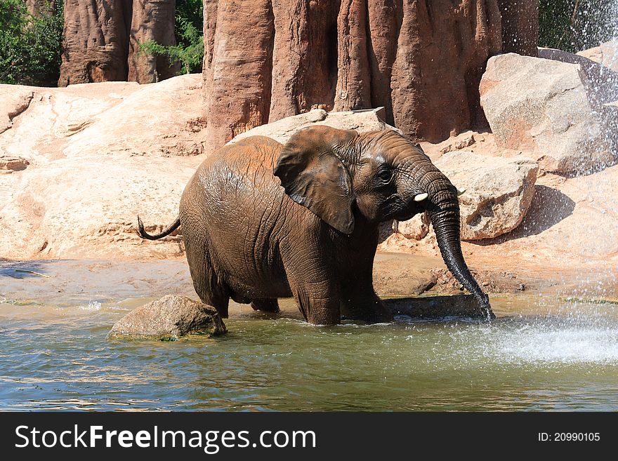 African elephants at a deep watering hole