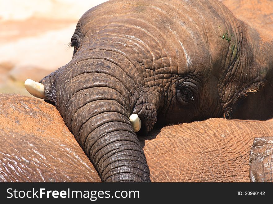 African elephants at a deep watering hole