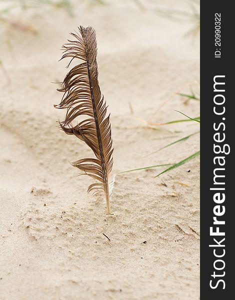 Feather On The Beach