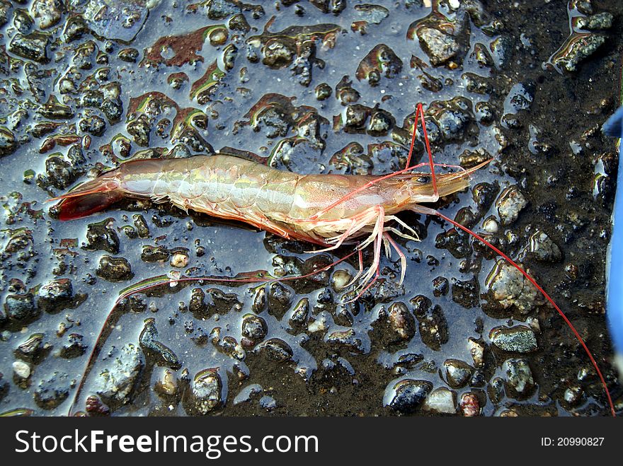 A shrimp, lying on the ground.