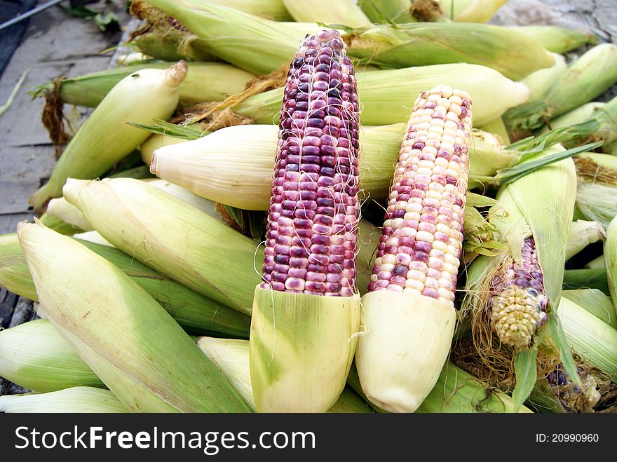 Just picked corn, very fresh. Sold on the market.