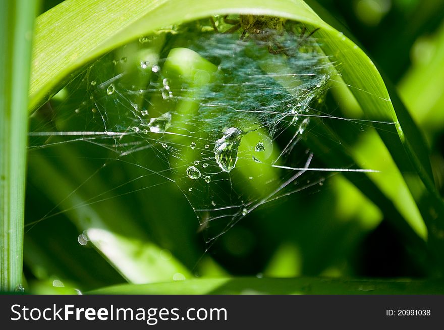 Dew drops on the web among the leaves