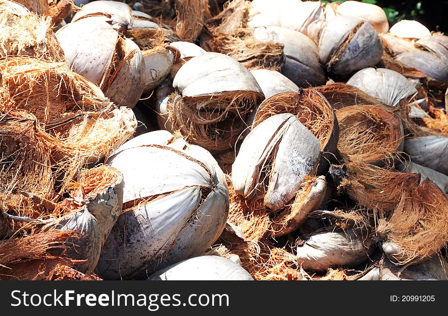 Dry coconut and dry fiber on the ground