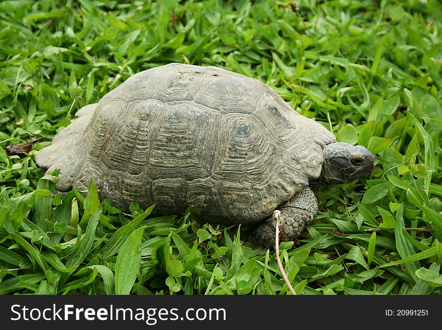Turtle walks so slow on the yard