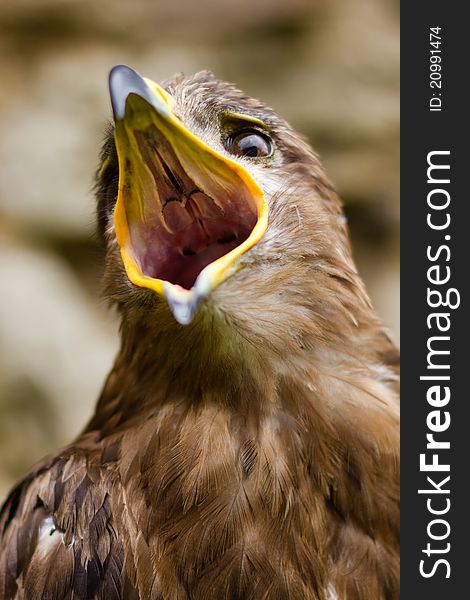 Portrait of a Eagle (Aquila nipalensis). Portrait of a Eagle (Aquila nipalensis)