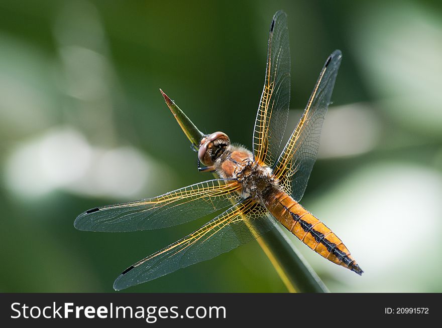 A Dragonfly on an yucca