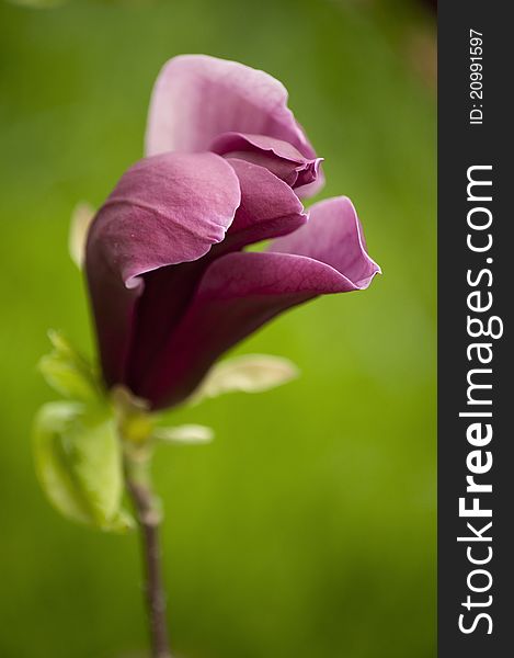 Bloom Magnolia in a garden