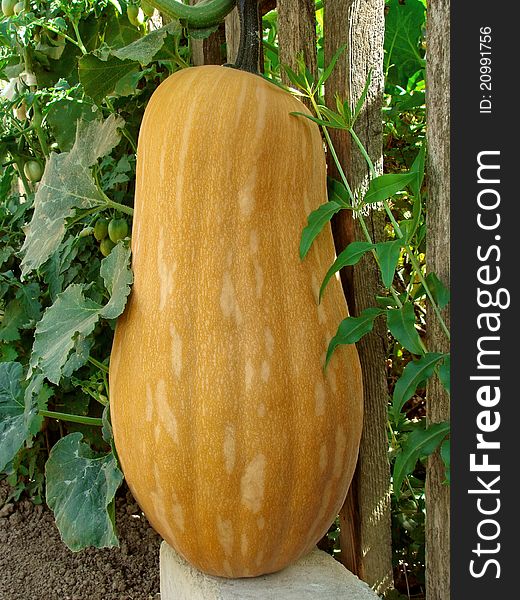 Pumpkin - Cucurbita moschata - ripening near rural fence
