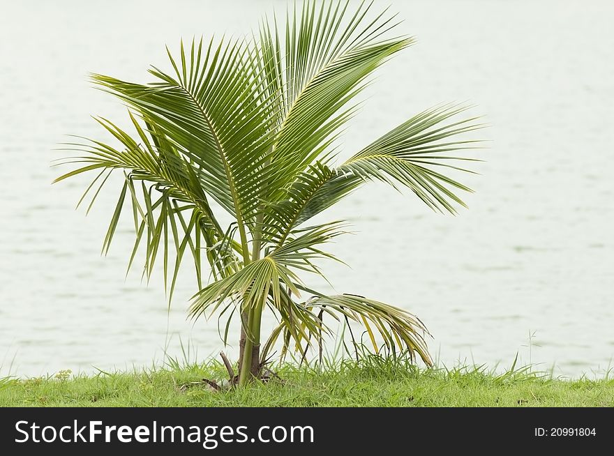 Coconut plant and green grass