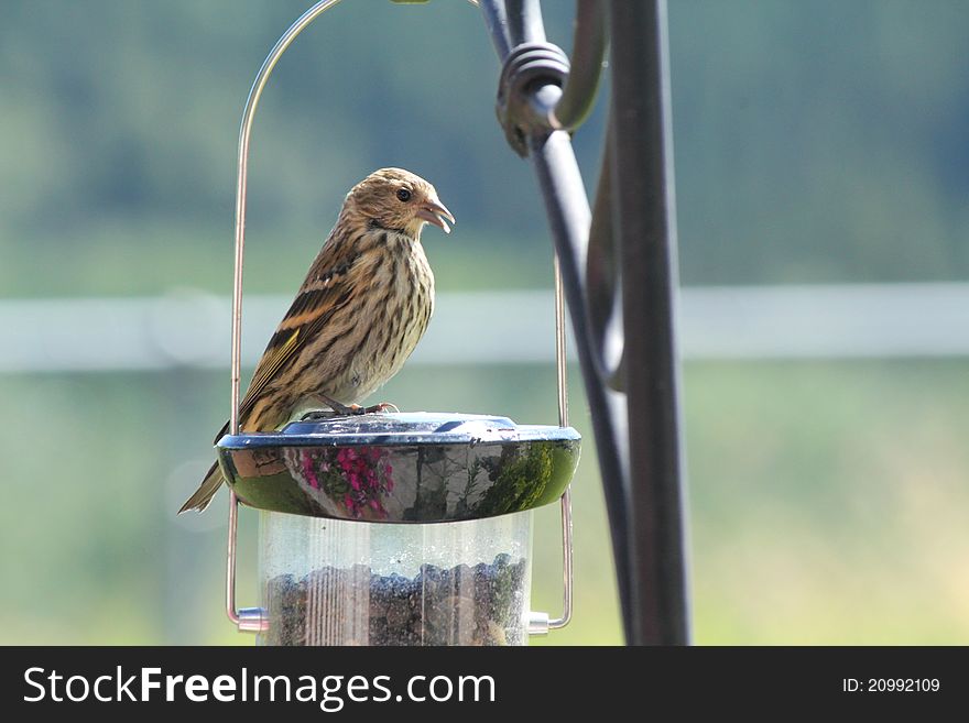 A pine siskin (finch) sitting on a birdfeeder. A pine siskin (finch) sitting on a birdfeeder