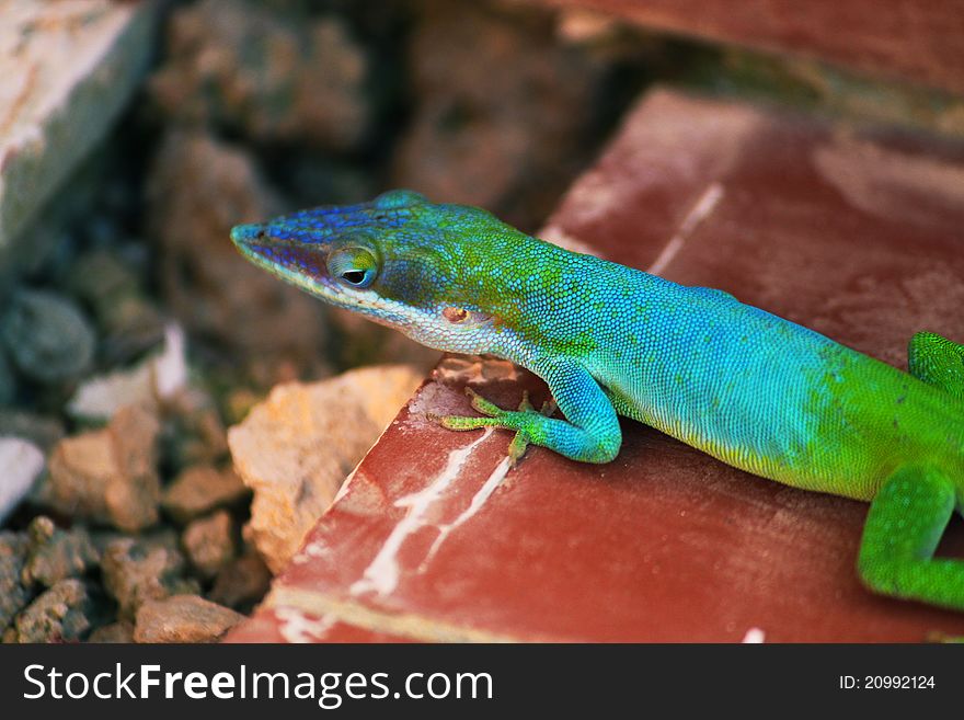 A bright and colorful lizard near Varadero, Cuba